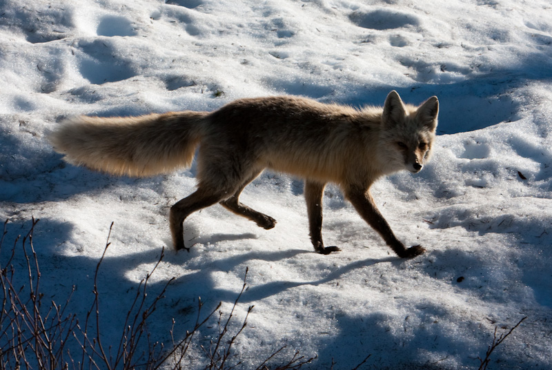 Red Fox